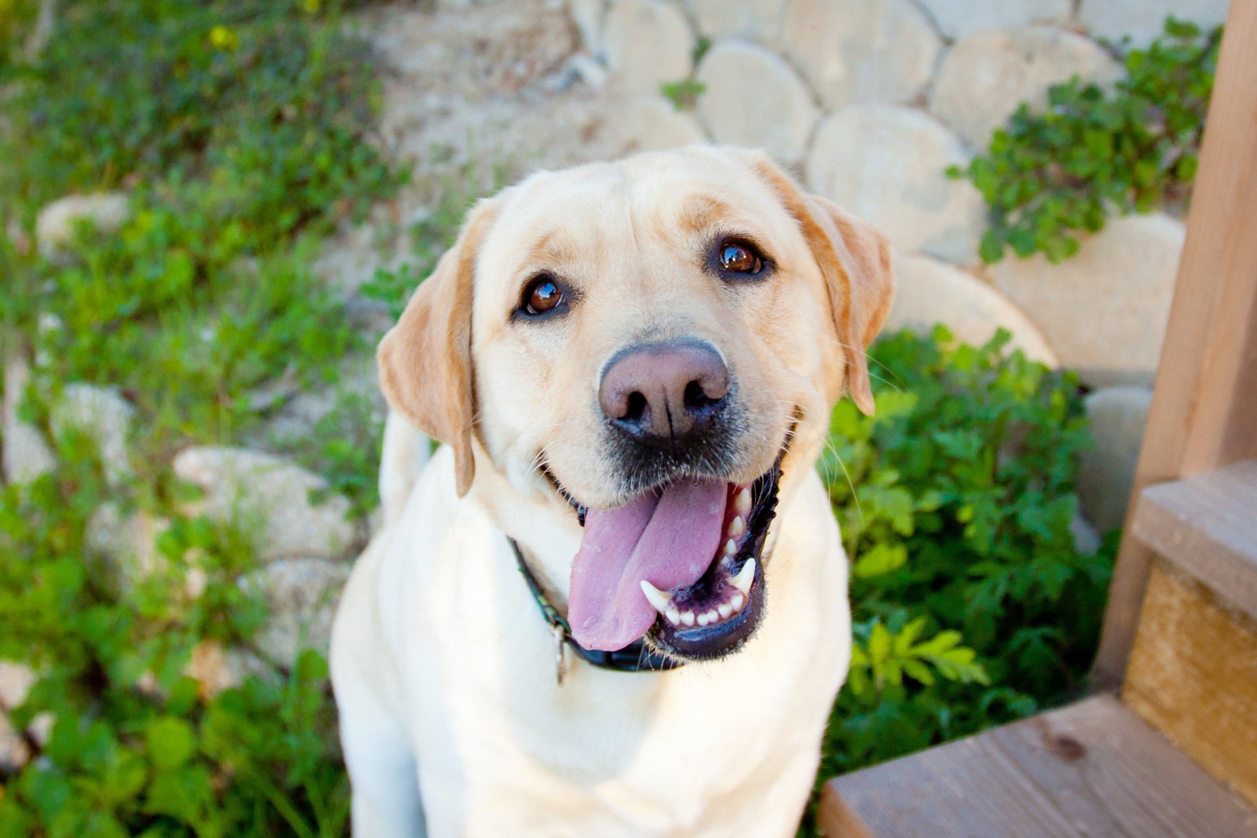 Best Dog Breeds for First Time Owners: A Beginner’s Guide 🐶✨