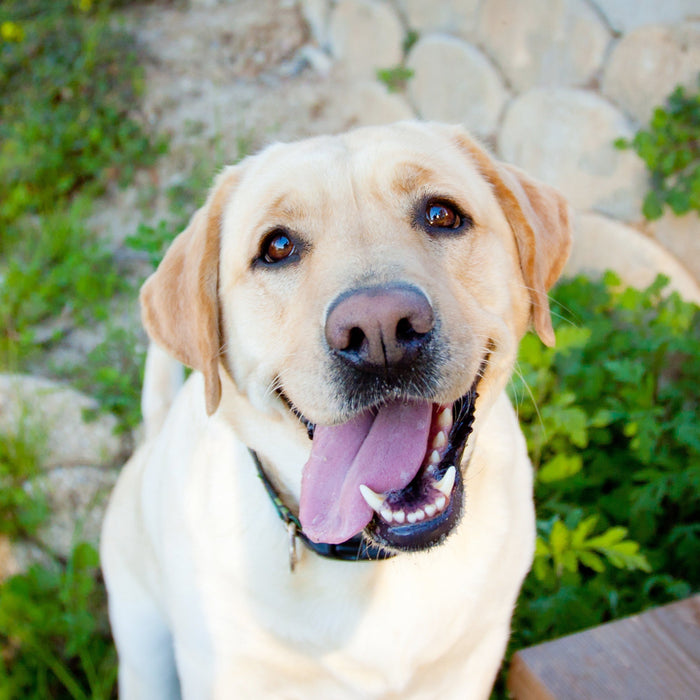 Best Dog Breeds for First Time Owners: A Beginner’s Guide 🐶✨