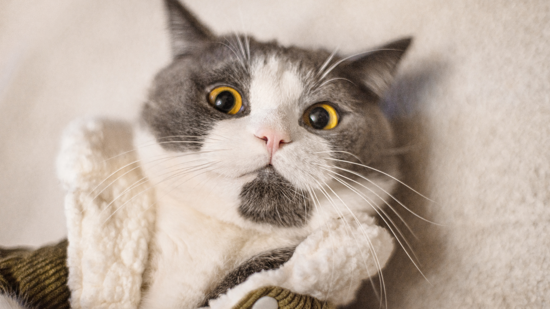 Cat Language: Decoding Your Feline's Secret Signals 🐱💬