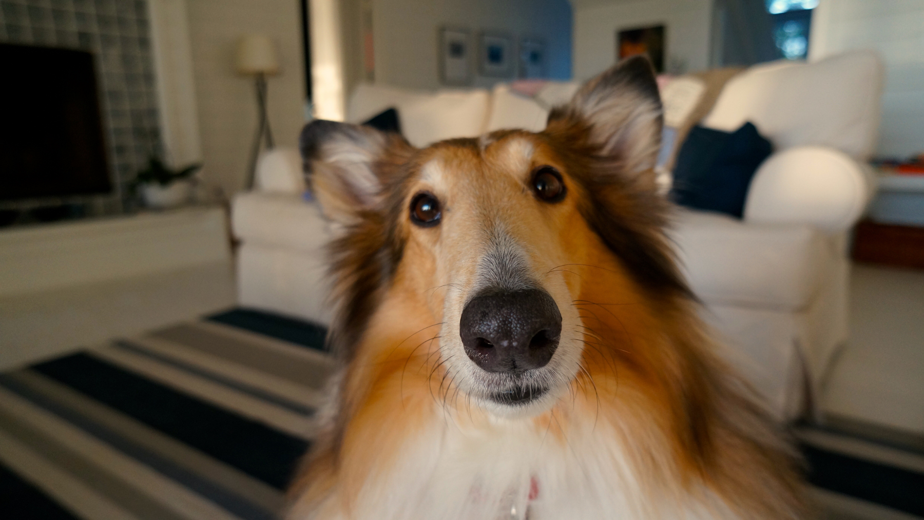 Dog Language: How Dogs Communicate With Us 🐕💬