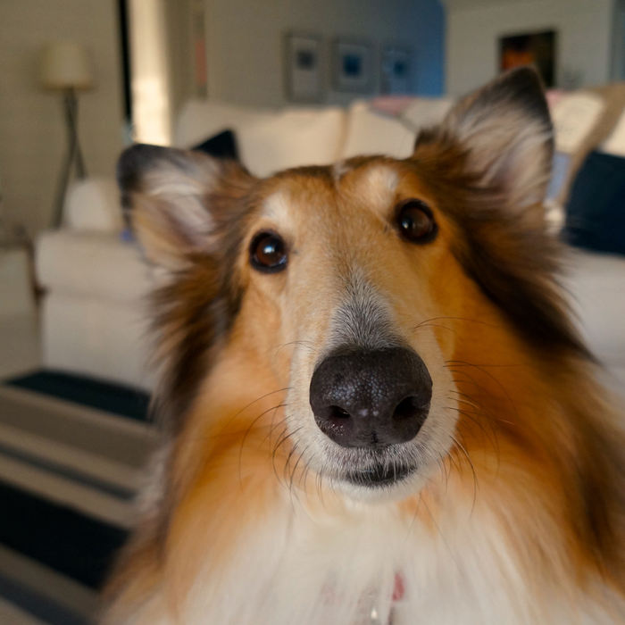 Dog Language: How Dogs Communicate With Us 🐕💬