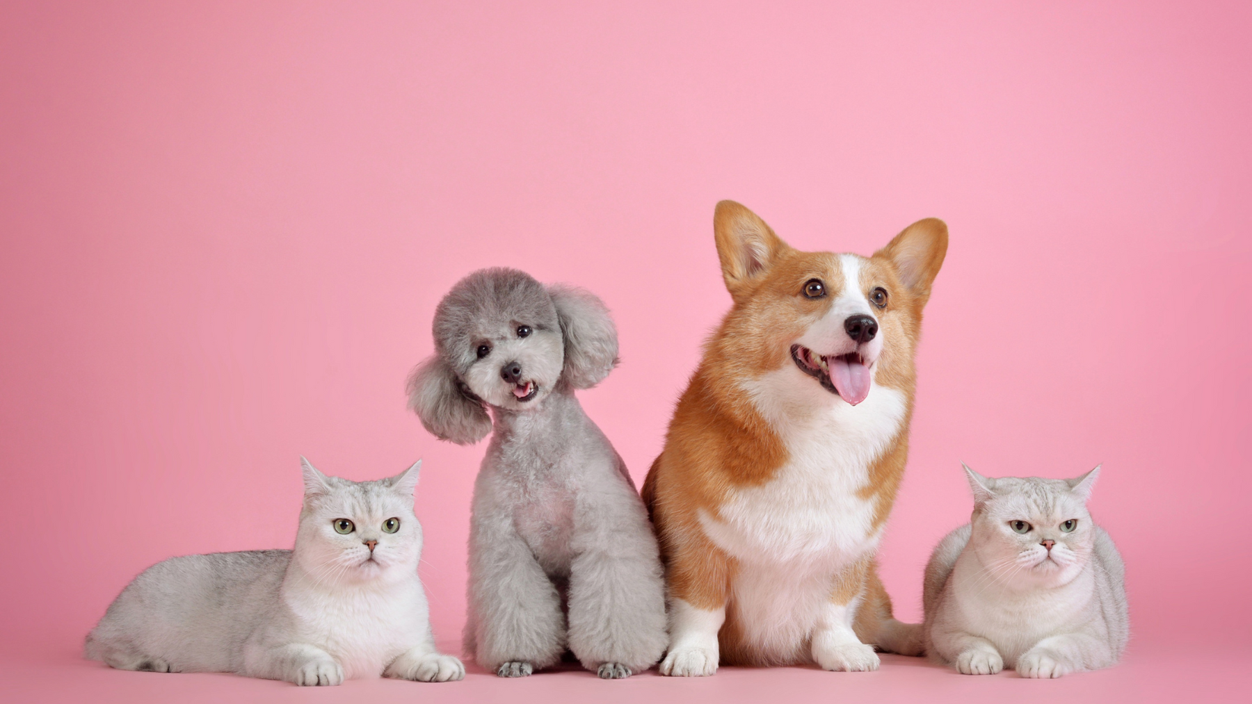 Do’s and Don’ts of Pet Ownership: What Every Pet Parent Should Know 🐶🐱💡