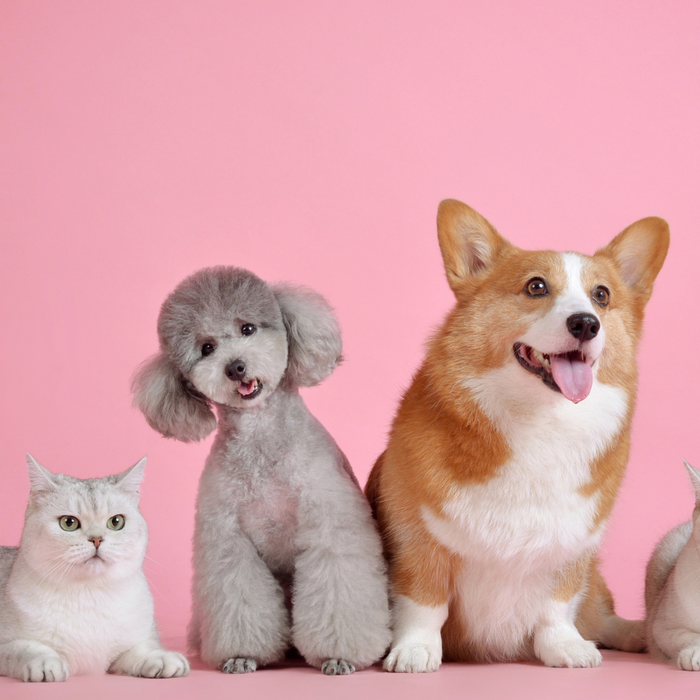 Do’s and Don’ts of Pet Ownership: What Every Pet Parent Should Know 🐶🐱💡