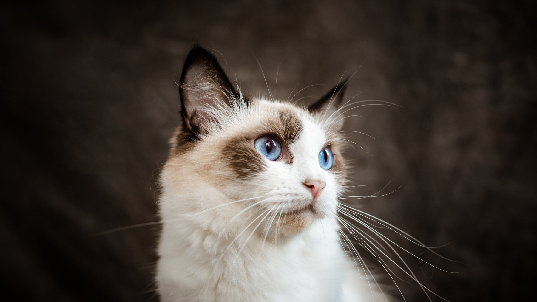 Best Cat Breeds for First Time Owners: A Beginner’s Guide 🐱✨