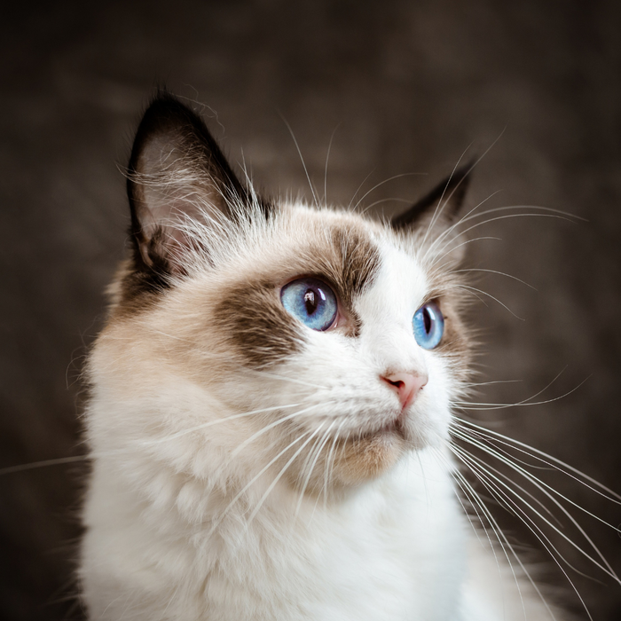 Best Cat Breeds for First Time Owners: A Beginner’s Guide 🐱✨