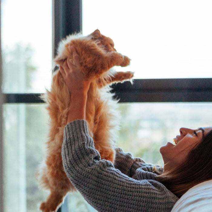 Healthy cat eating taurine-rich complete cat food