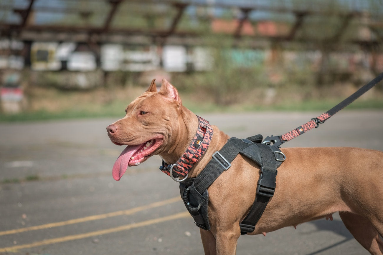 🐶 Leash Training Basics: No More Pulling!
