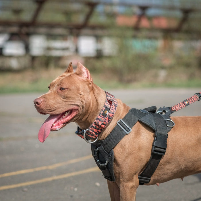 🐶 Leash Training Basics: No More Pulling!