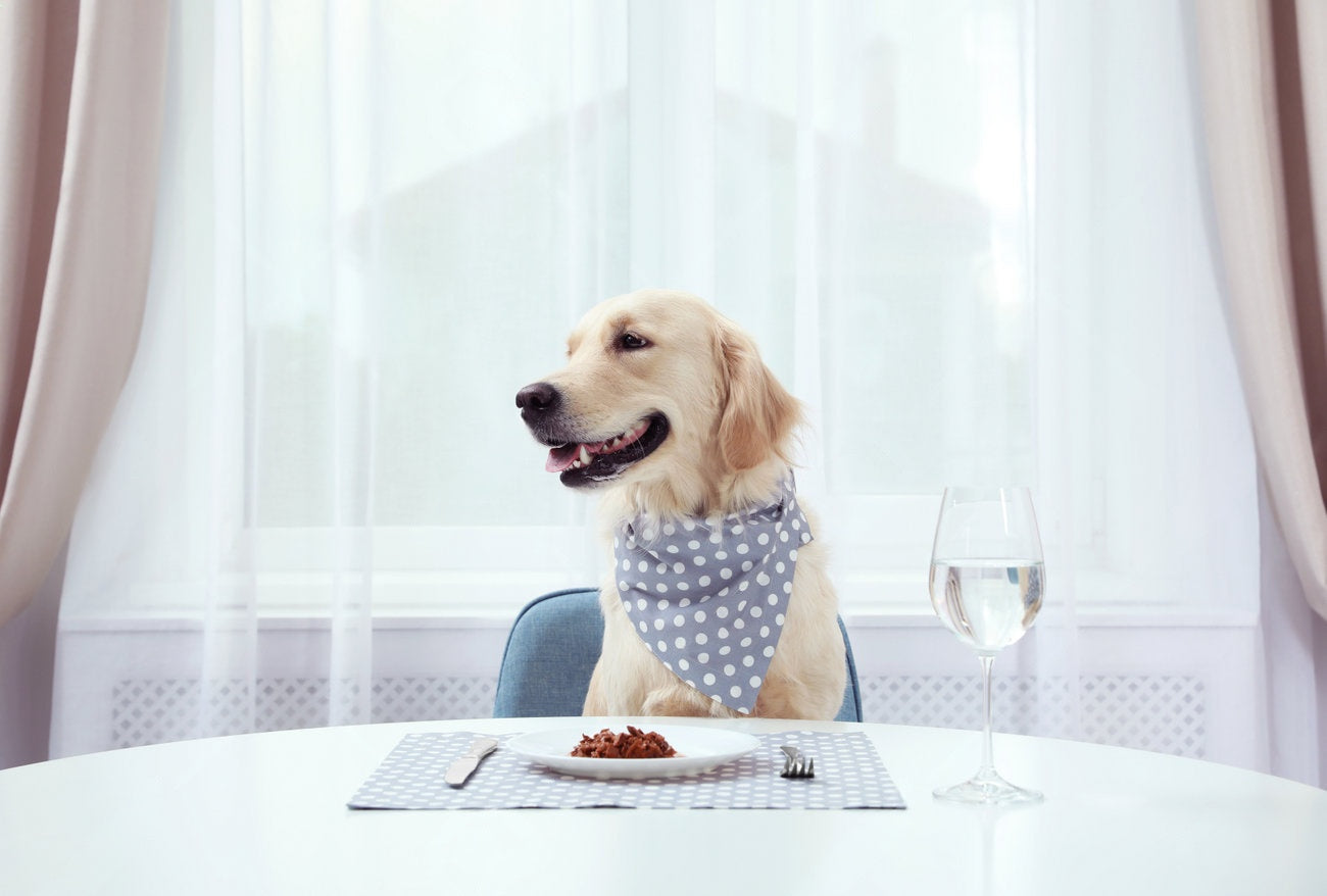 How Much Should I Feed My Pet?🐶🐱🍽️