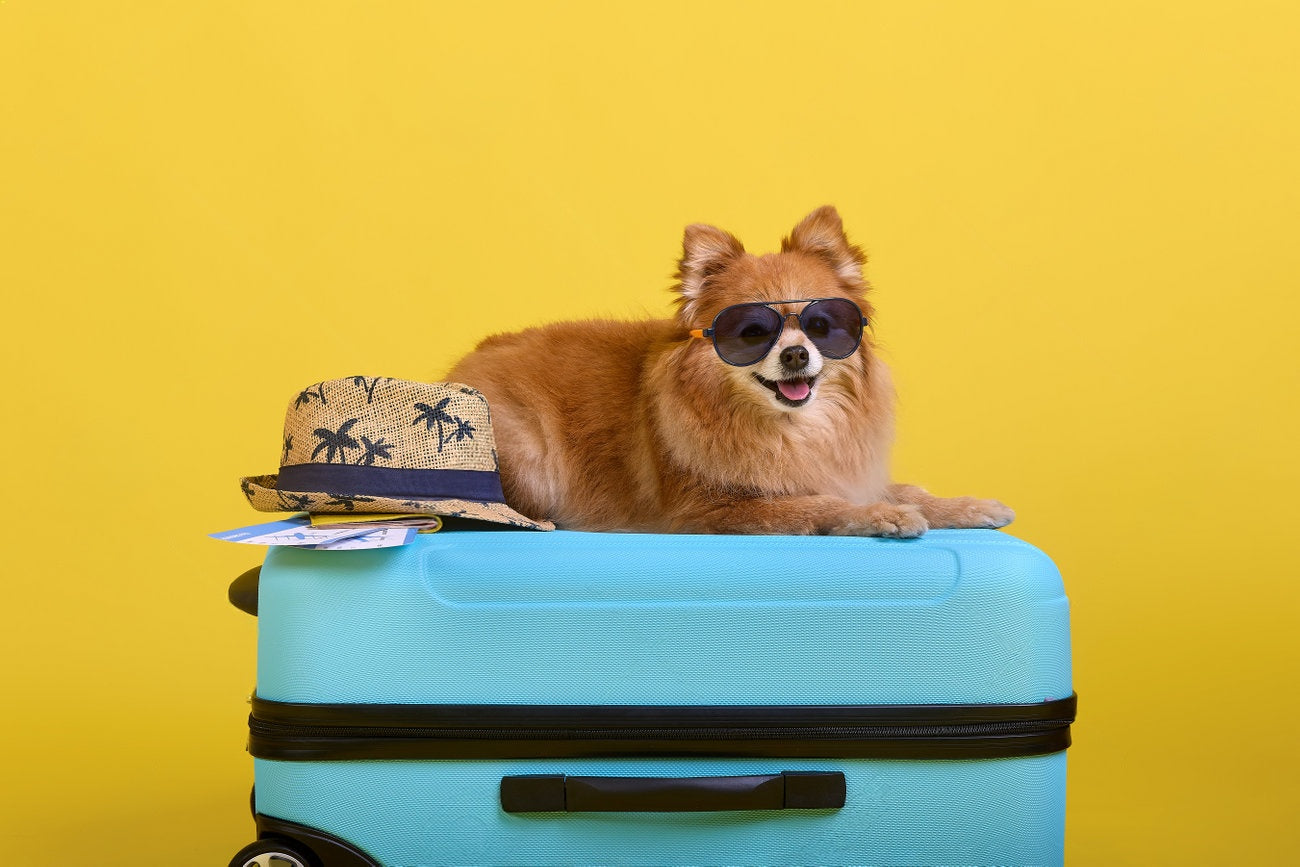 ✈️🐾 Traveling With Pets: What to Pack & How to Prepare