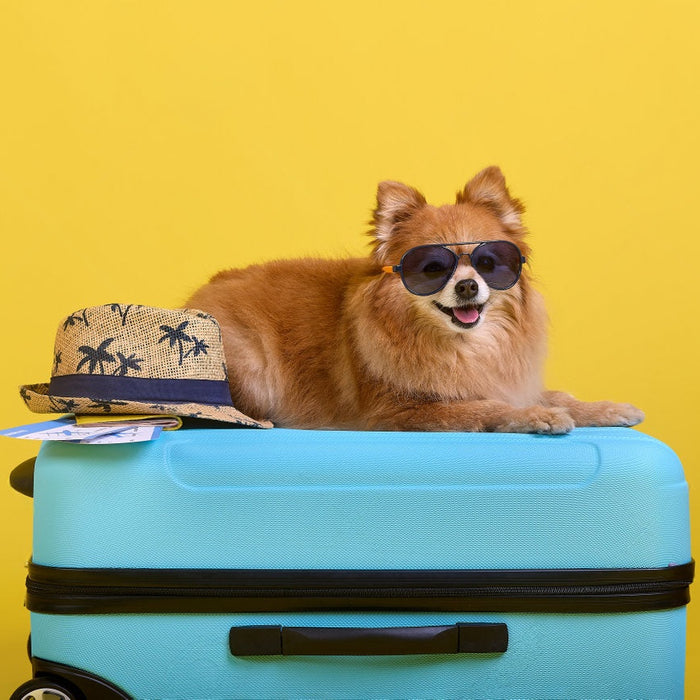 ✈️🐾 Traveling With Pets: What to Pack & How to Prepare